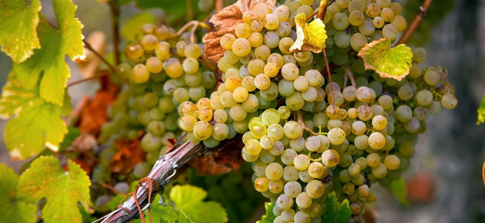 Vino Pecorino