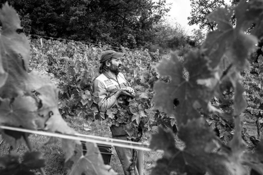 Cantina Vittorini